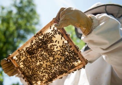 Beekeeper