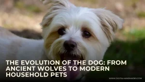 The Evolution of the Dog From Ancient Wolves to Modern Household Pets 2